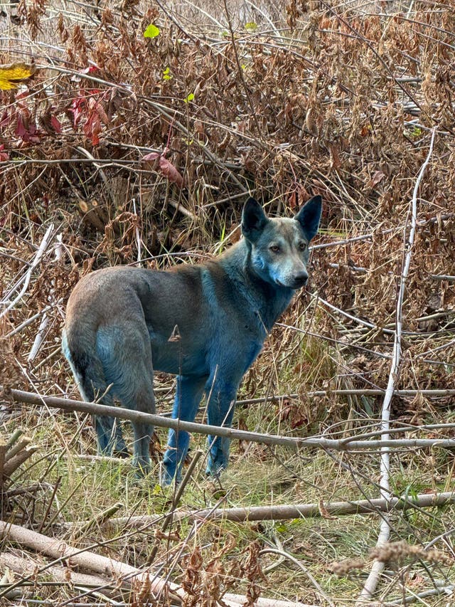 <p>A picture of one of the blue dogs was shared on Facebook</p>