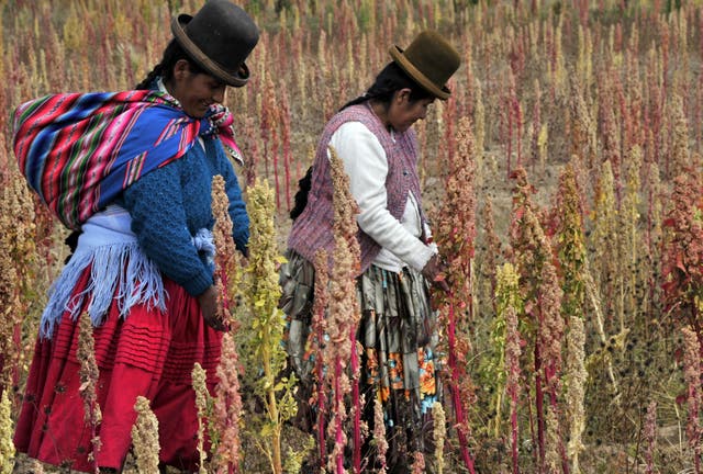 <p>Bolivian Aymara natives walk in a quinoa plantation in the Andes Mountains in April 2013. Quinoa, native to the region, is now known around the world as a healthier alternative to rice and other grains</p>