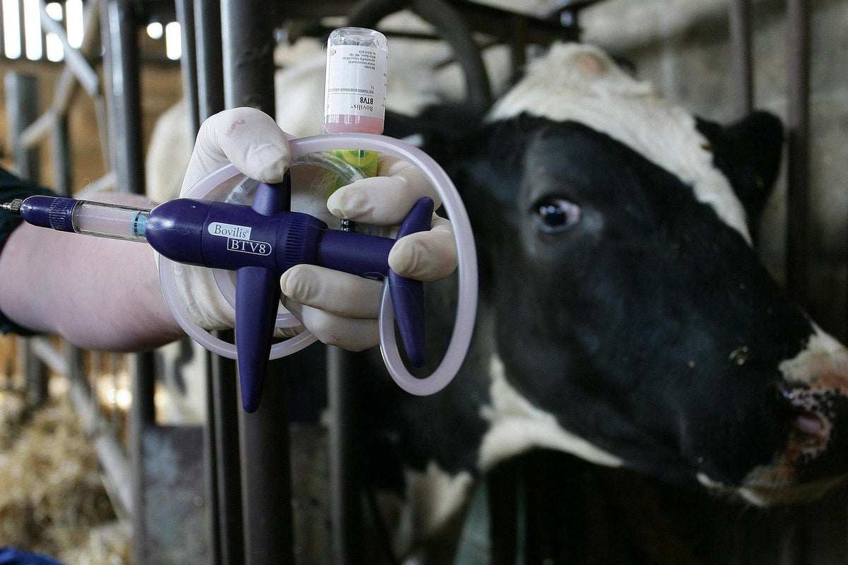 UK bluetongue outbreak hits record high on British farms