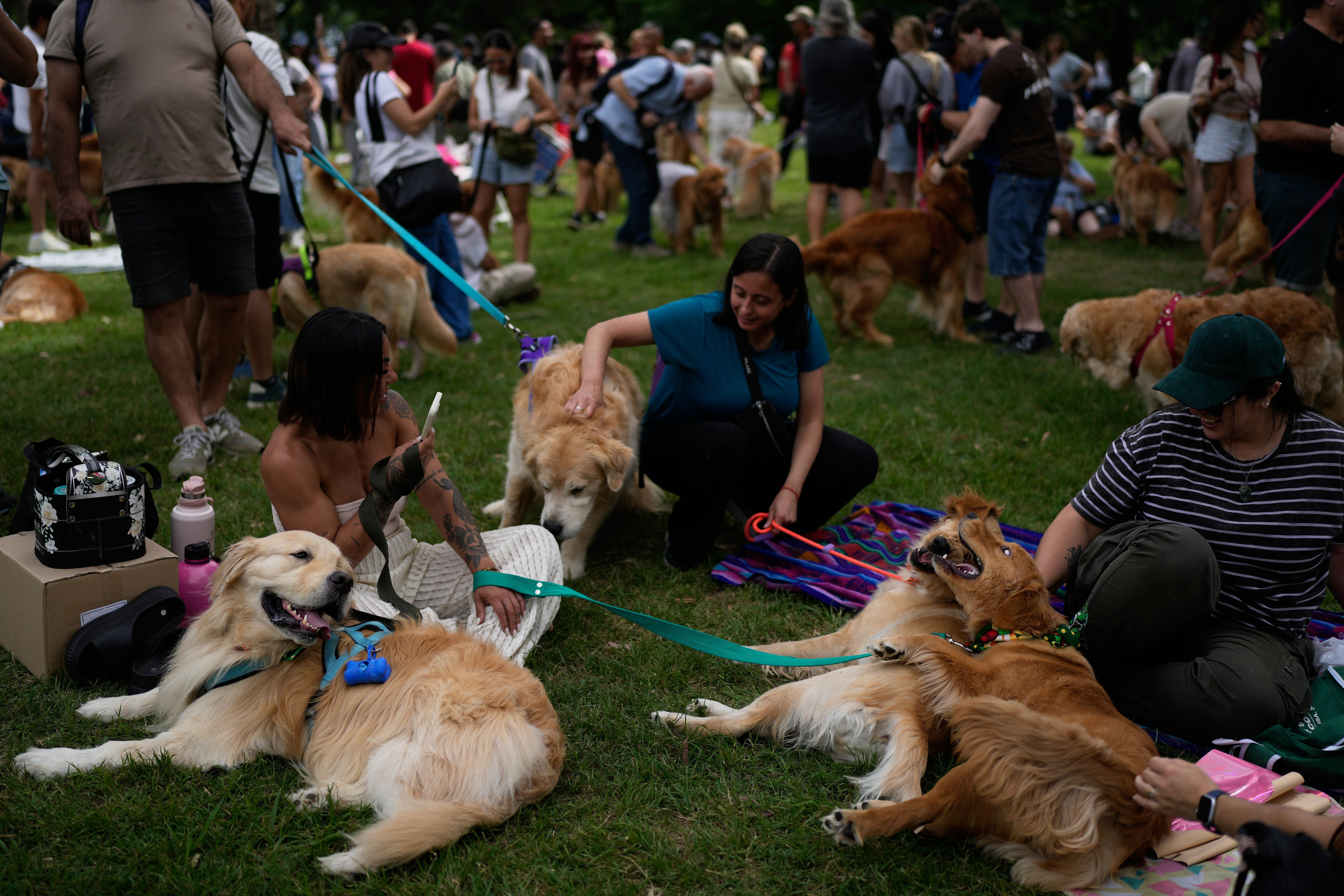 Argentina Golden Retrievers