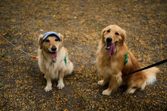 <p>Golden Retrievers pose for a picture in a neighborhood park in Argentina </p>