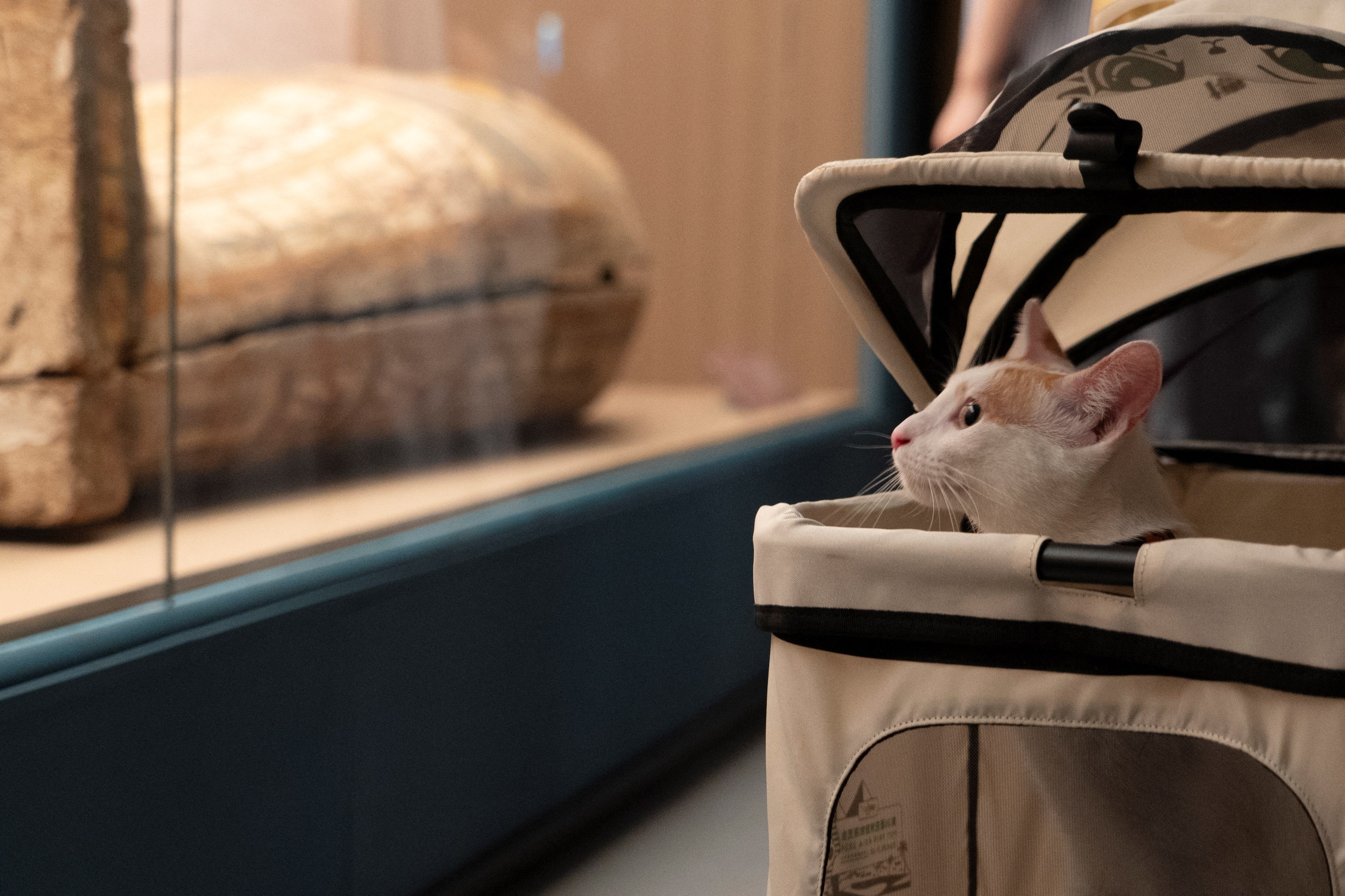 A cat looks at an exhibit at the Shanghai Museum