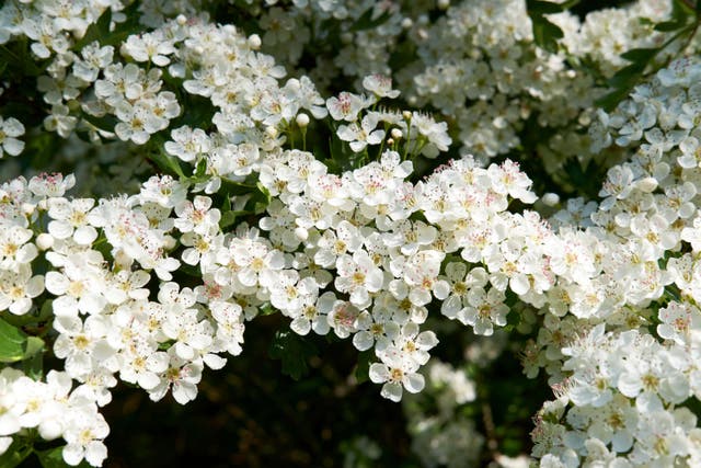 Expert tips on how to replicate that countryside character in your garden (Alamy/PA)