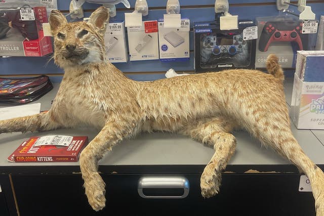 <p>A stuffed bobcat handed in on GameStop's inaugural 'Trade Anything Day', on Saturday December 6</p>