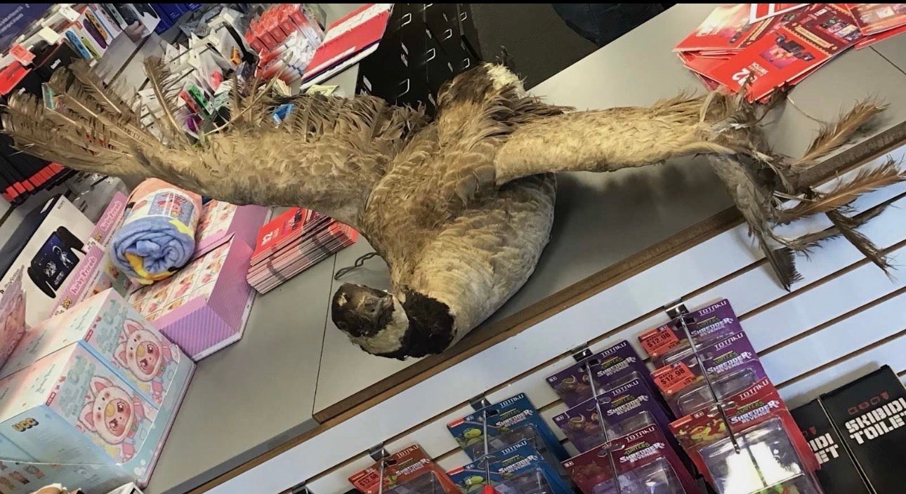 Não é um pássaro muito bem cuidado