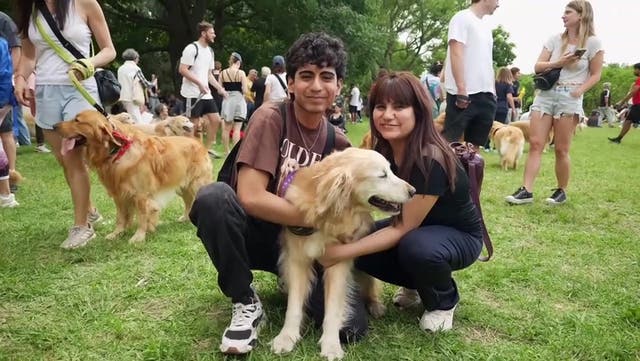 <p>Buenos Aires hosts record-breaking gathering of golden retrievers in local park</p>