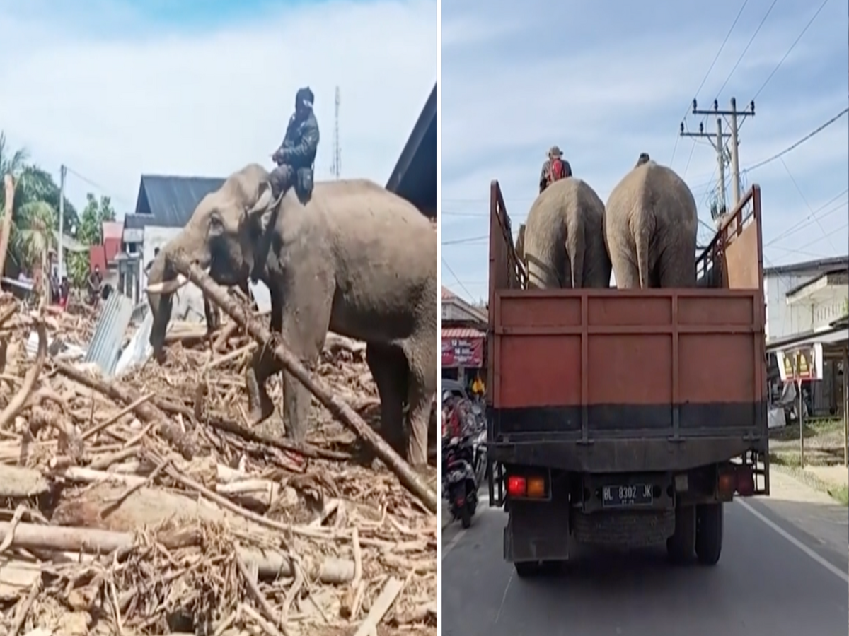 Elephants help clear debris after deadly floods in Indonesia | The