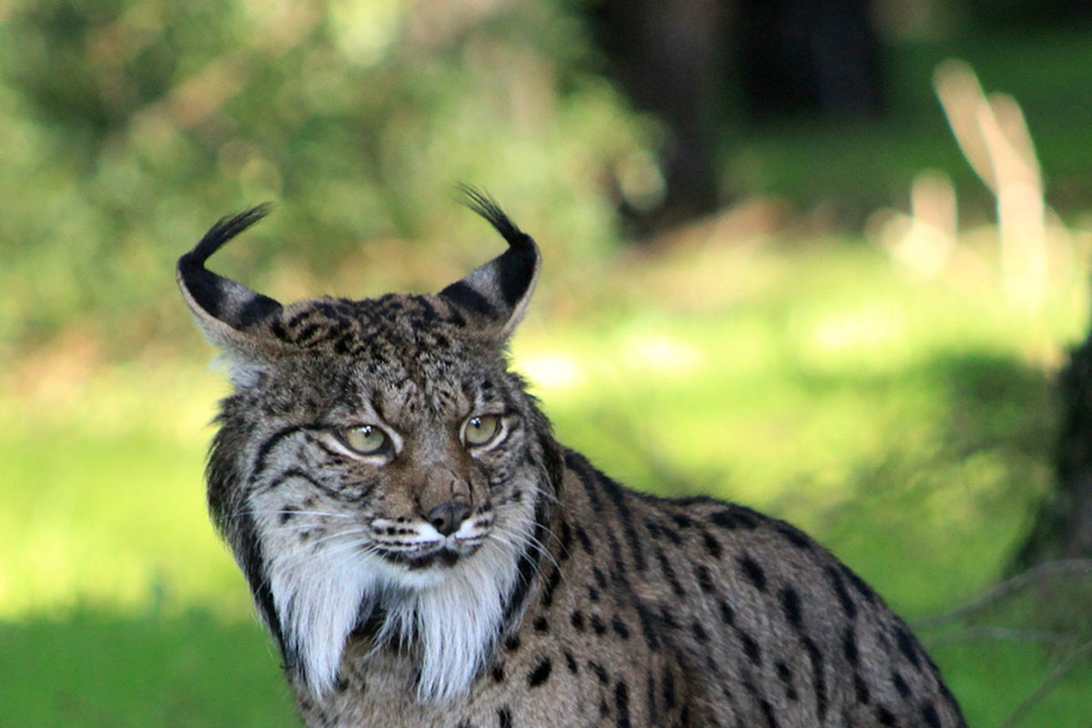 Lynx rewilding project under threat as EU funding ends Lynx rewilding project under threat as EU funding ends