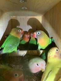 More than seven lovebirds were found crammed into a container in a car