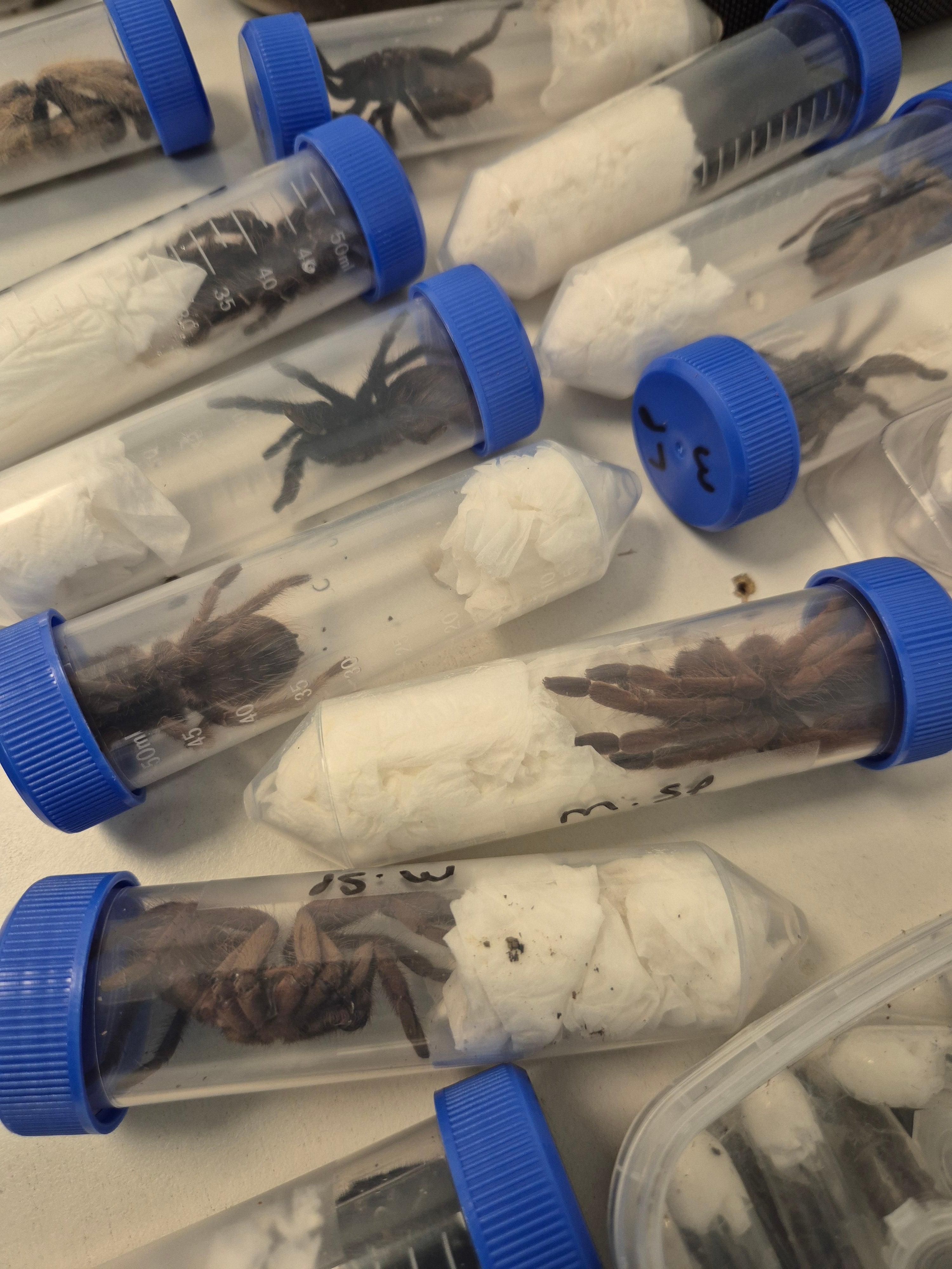 Tarantulas were discovered in plastic canisters