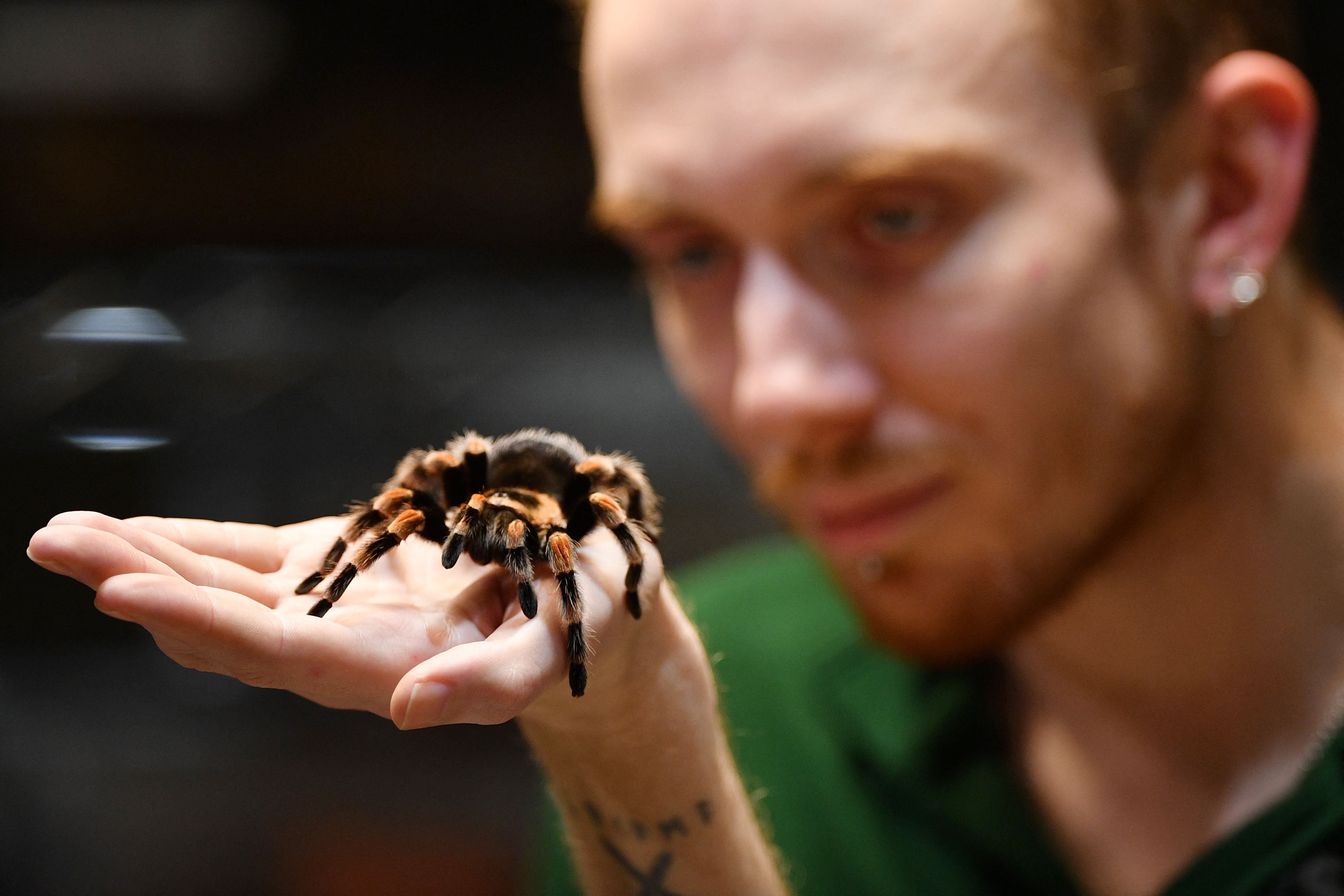 6am emb Trend for keeping tarantulas as pets drives surge in spider smuggling into UK, says Border Force