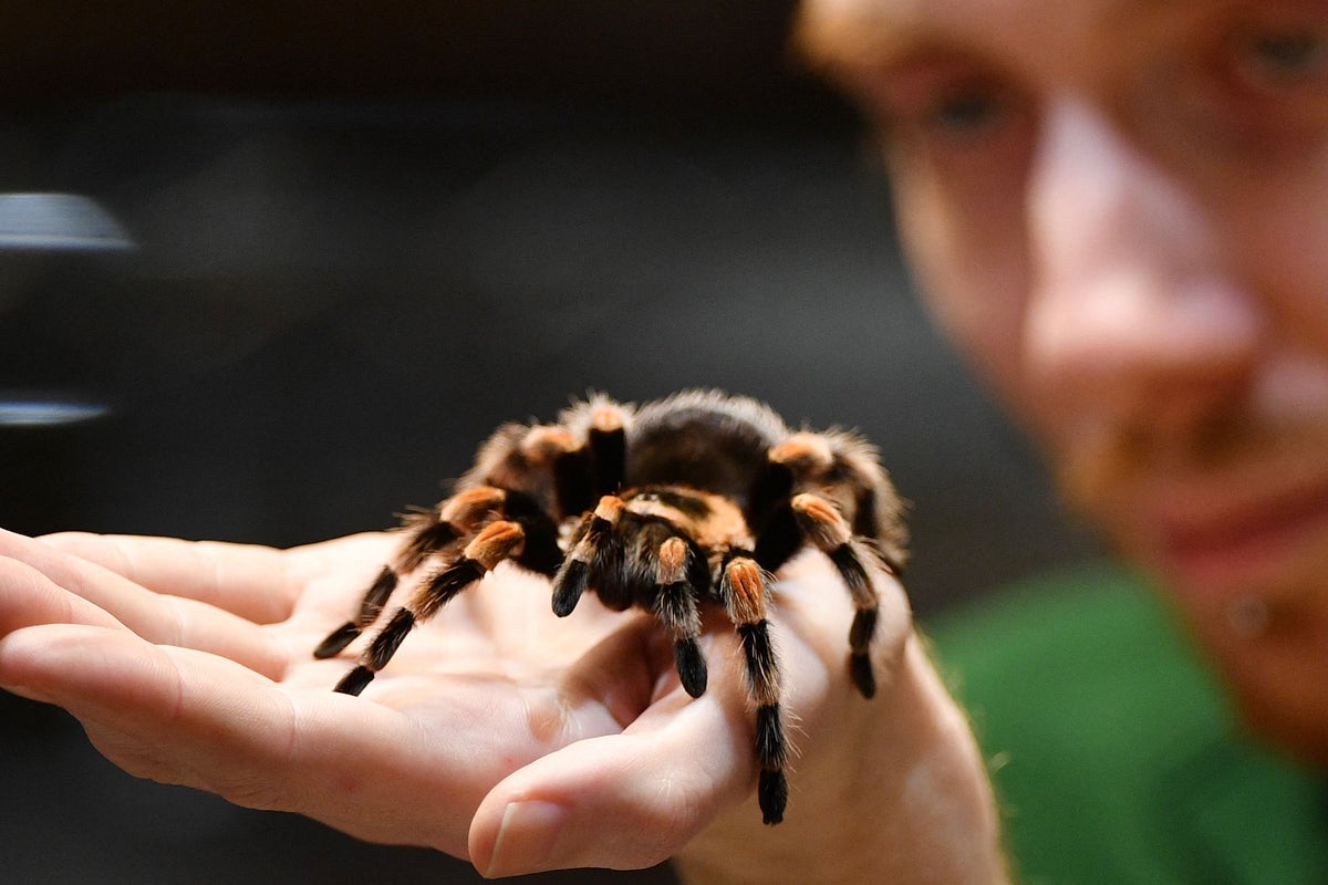 6am emb Trend for keeping tarantulas as pets drives surge in spider smuggling into UK, says Border Force 6am emb Trend for keeping tarantulas as pets drives surge in spider smuggling into UK, says Border Force
