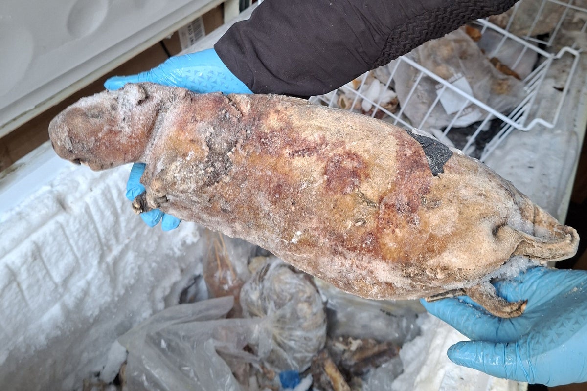 Frozen pangolin among illegal bushmeat seized in capital