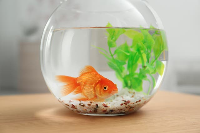 <p>Attention span of a goldfish? Concentration has been eroded in the past 20 years</p>