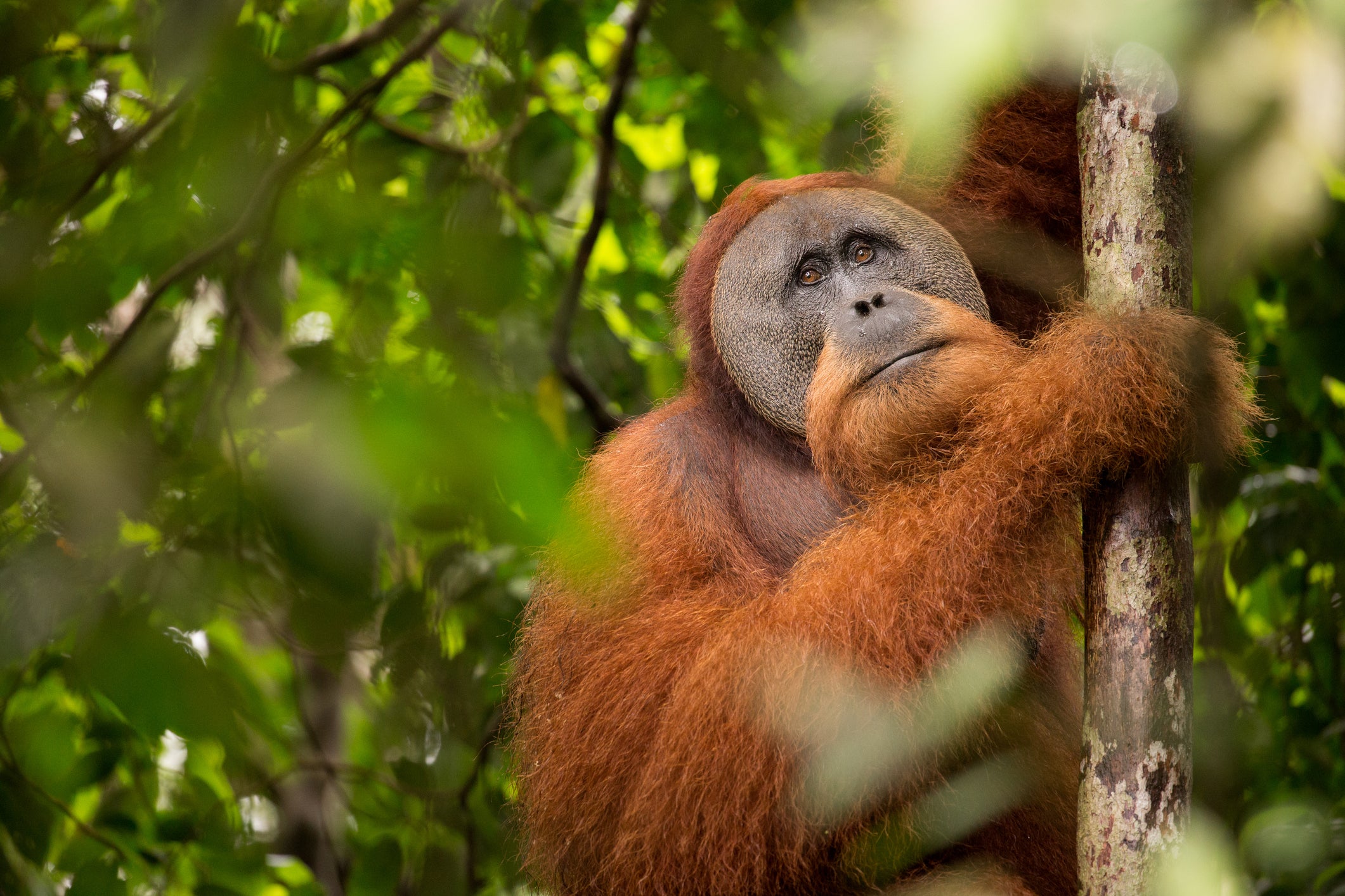 Rare orangutan species faces extinction after devastating Indonesia floods