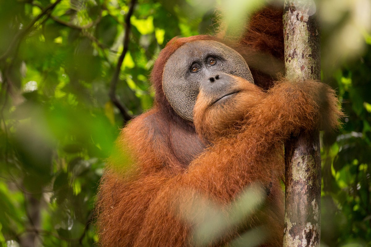 Deadly Sumatra floods wiped out 7% of the world’s rarest ora