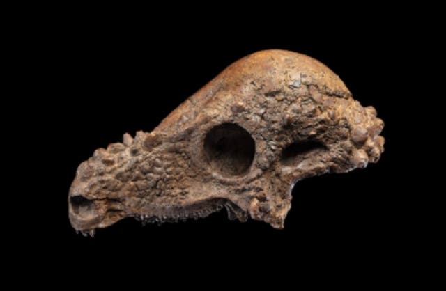 <p>The Smithsonian’s National Museum of Natural History says it will display a rare and 'remarkable' dinosaur skull that was unearthed in South Dakota</p>