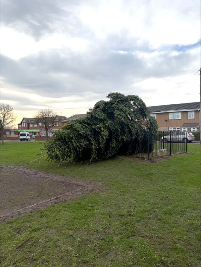<p>The Christmas tree was felled late on Wednesday night, police said</p>