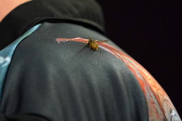 <p>The Ally Pally Wasp has been a frequent visitor at this year’s World Darts Championship (Zac Goodwin/PA)</p>