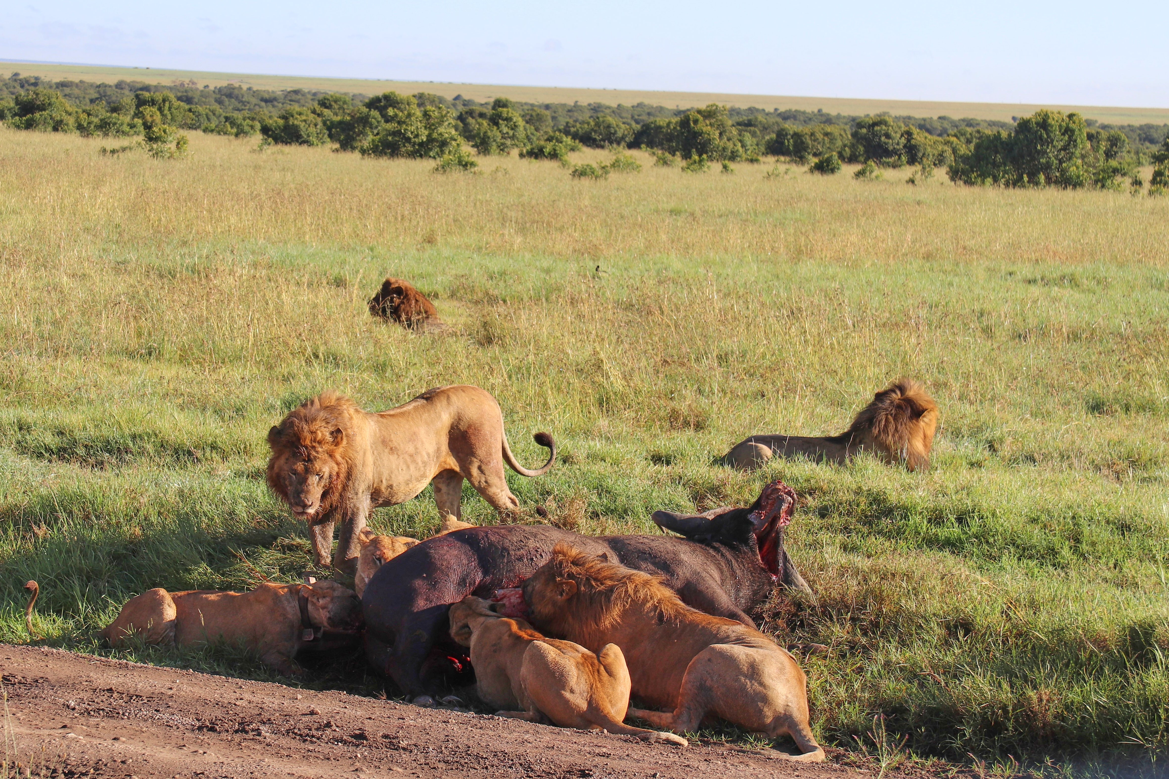 Travel-Kenya-Safari with a Purpose