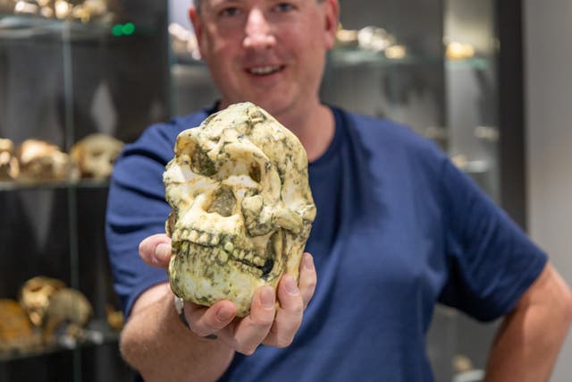 <p>Jesse Martin holding a 3D print of Little Foot skull</p>