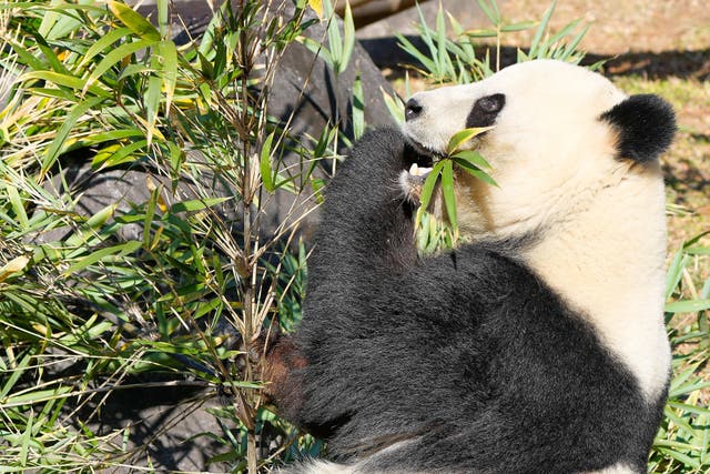 ASI-GEN JAPÓN-CHINA PANDAS