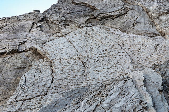 <p> Late Triassic prosauropod footprints are seen on the slopes of the Fraeel Valley in northern Italy. </p>