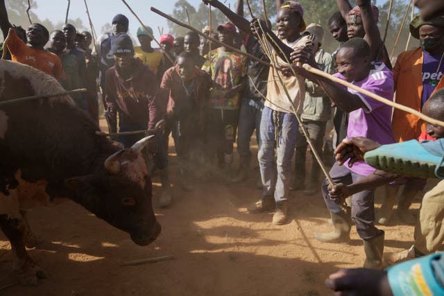 Kenya Bullfighting Photo Gallery