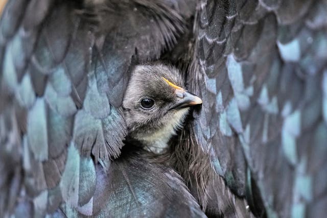 REP-GEN 2025-ANIMALES-FOTOGALERÍA