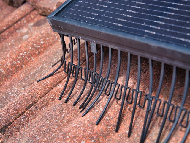 <p>Quality mesh bird-proofing systems can last up to 10 years</p>