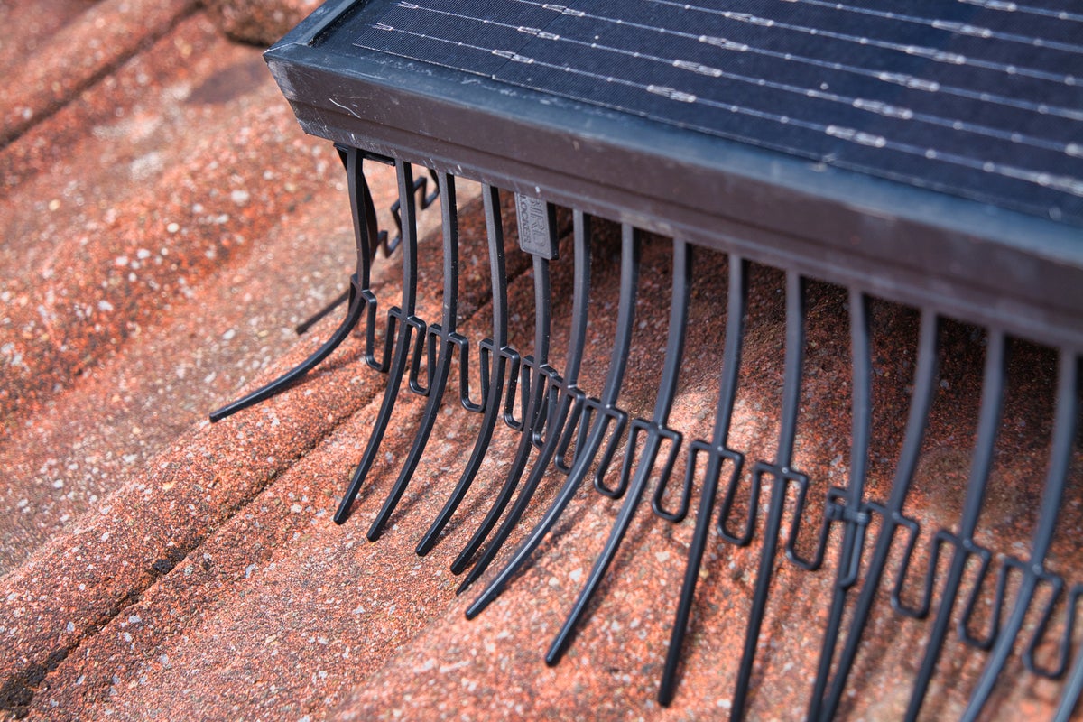 Bird-proofing solar panels: what it costs and when you actually need it