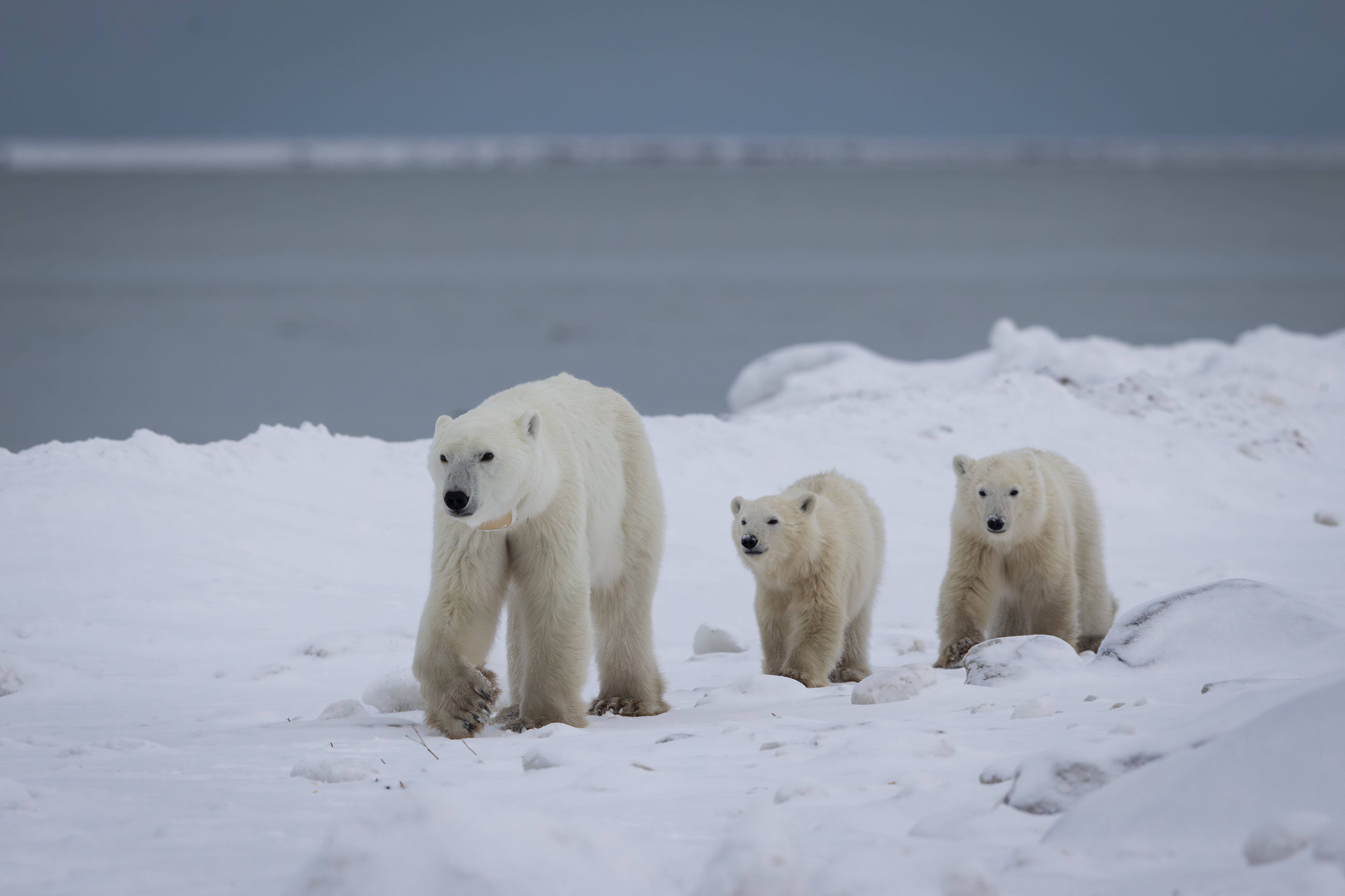 <p>A mother polar bear in Canada has made the rare decision to adopt - and the new family was caught on video. </p>