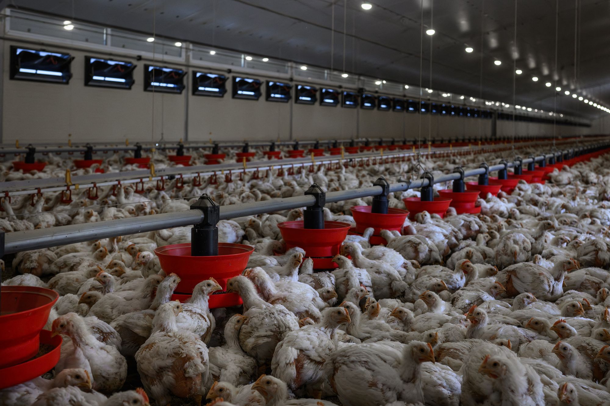 It’s not just their eggs, the meat from a chicken is a great source of protein.