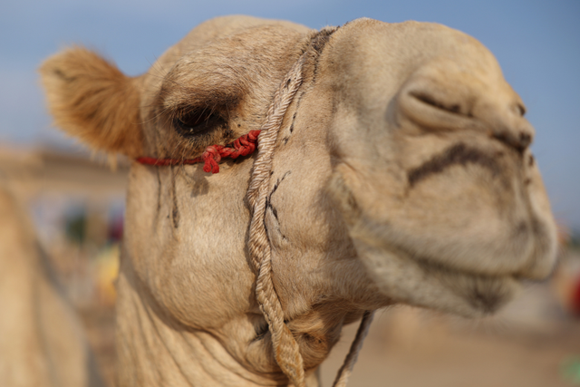 <p>A camel kicked a woman, sending her to the hospital, Saturday during Champion Forest Baptist Church’s annual 'Christmas Spectacular.’</p>