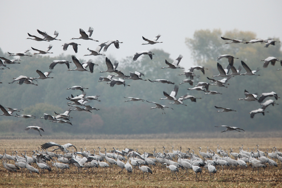 Hundreds of snow geese found dead at Pennsylvania quarry amid suspected bird flu outbreak