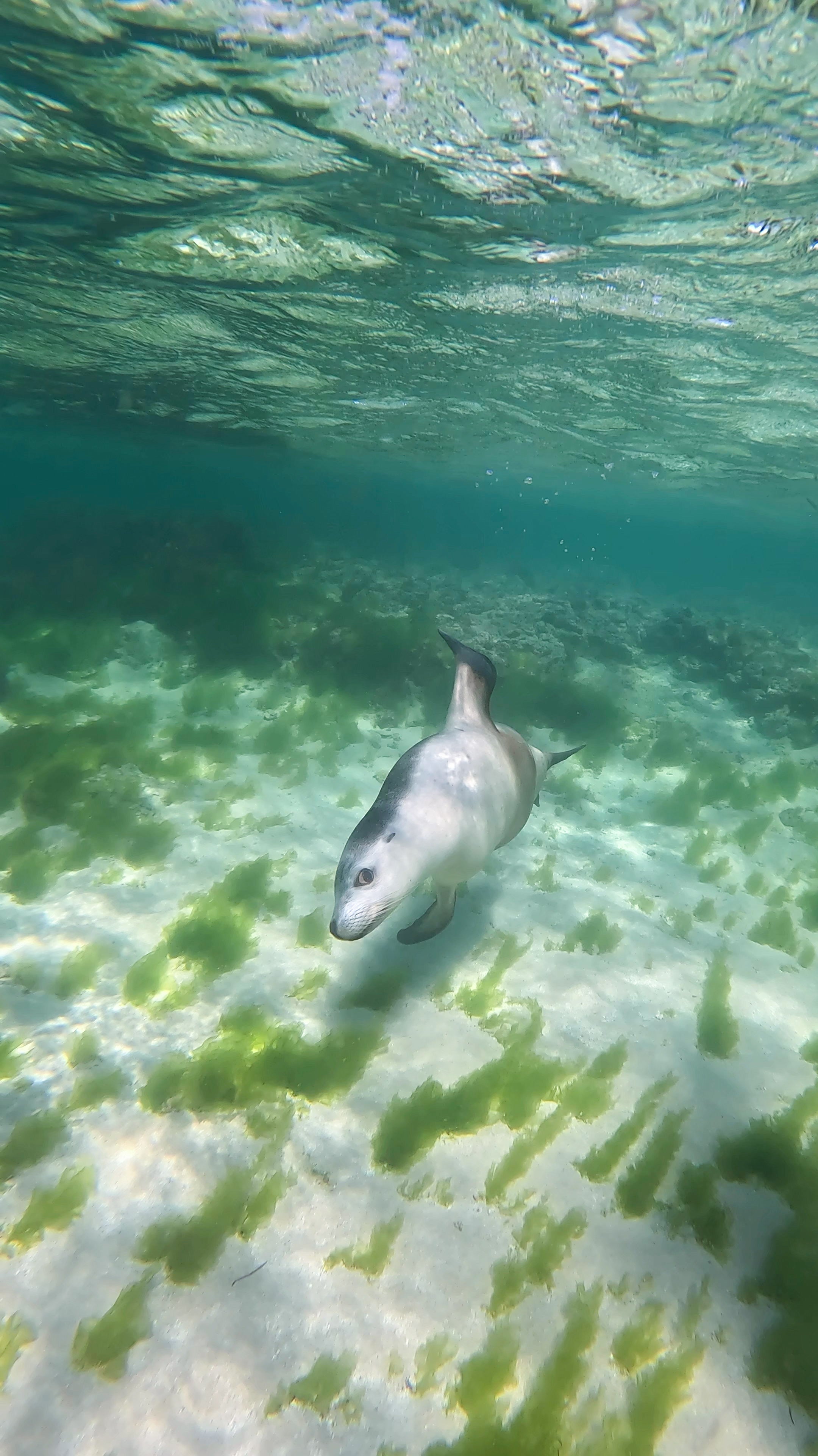 A sea lion plays at Baird Bay