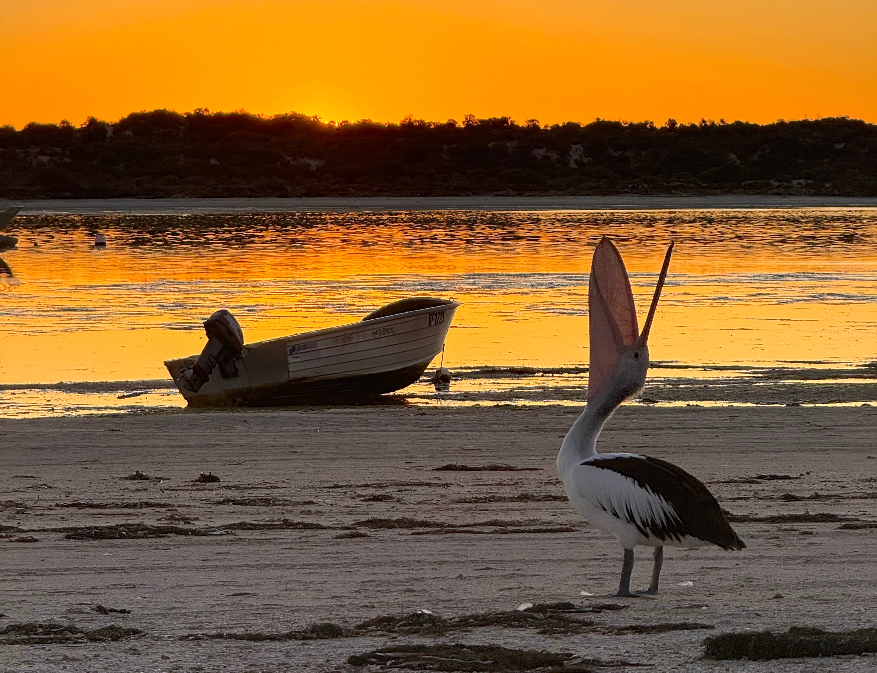 Australia’s hidden gem with exhilarating wildlife experiences and exquisite seafood