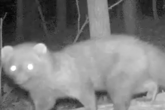 <p>The fisher, spotted in Cuyahoga County for the first time in over a century, was captured briefly looking directly at a wildlife camera in a video shared by Cleveland Metroparks</p>