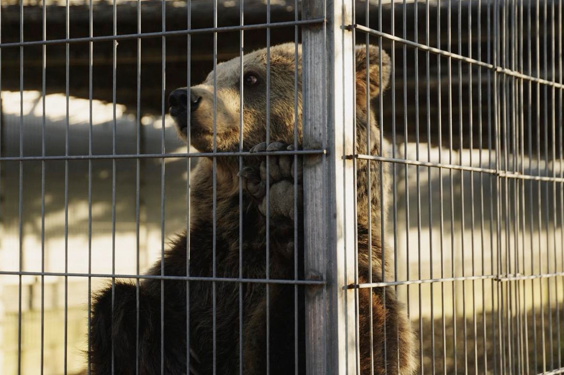 <p>Flora, a two-year-old bear stands in its enclosure before the transportation from Tirana to Germany</p>