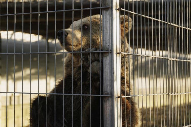 <p>Flora, a two-year-old bear stands in its enclosure before the transportation from Tirana to Germany</p>