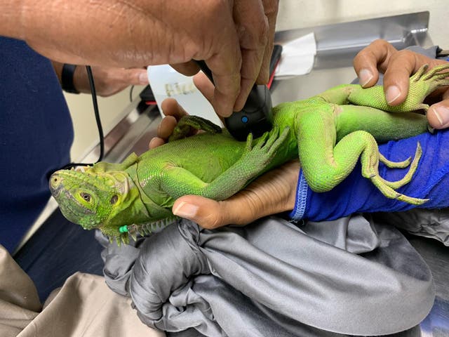 CARIBE-IGUANAS