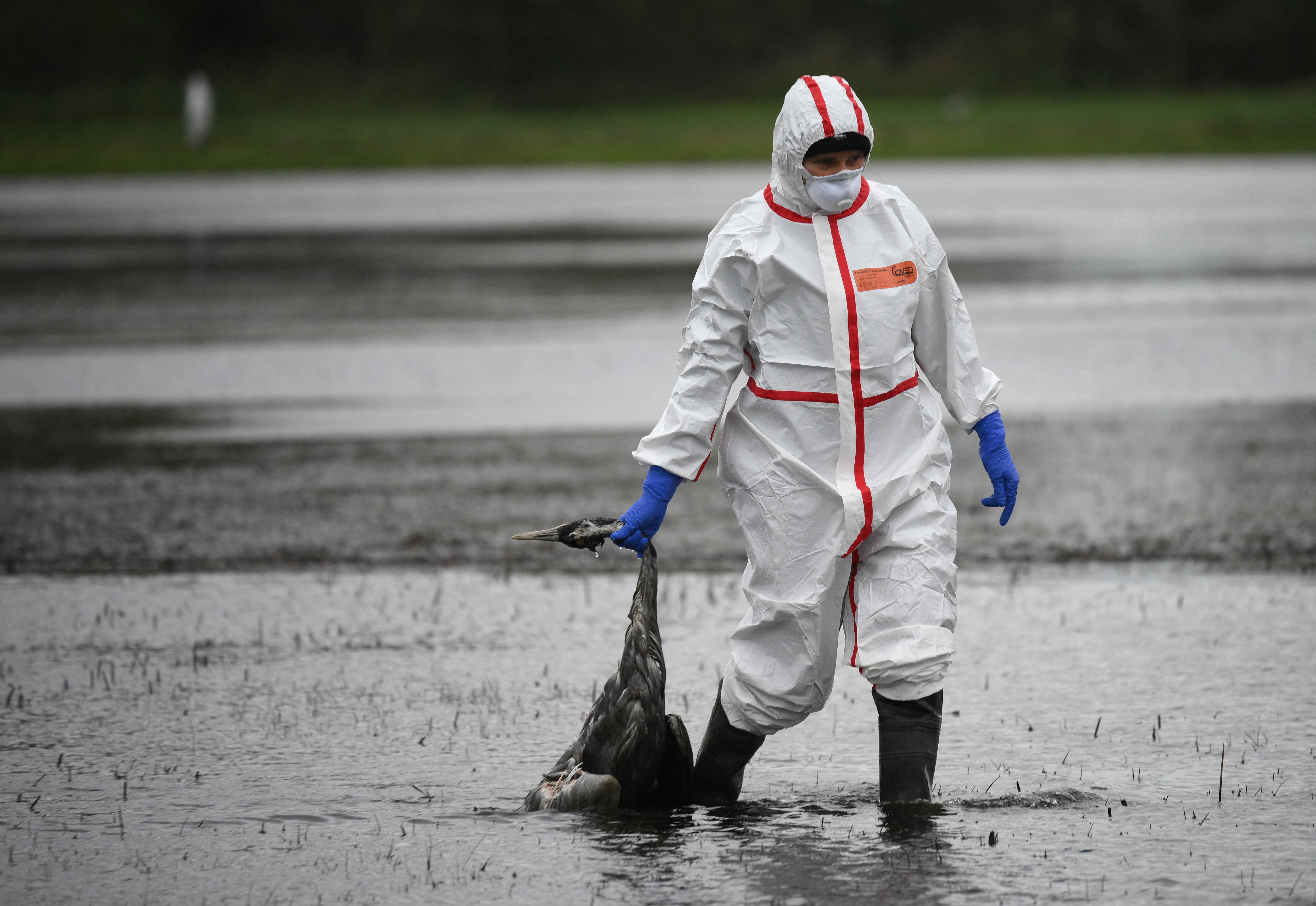 A volunteer takes away a crane that presumably died from bird flu near Linum in Germany