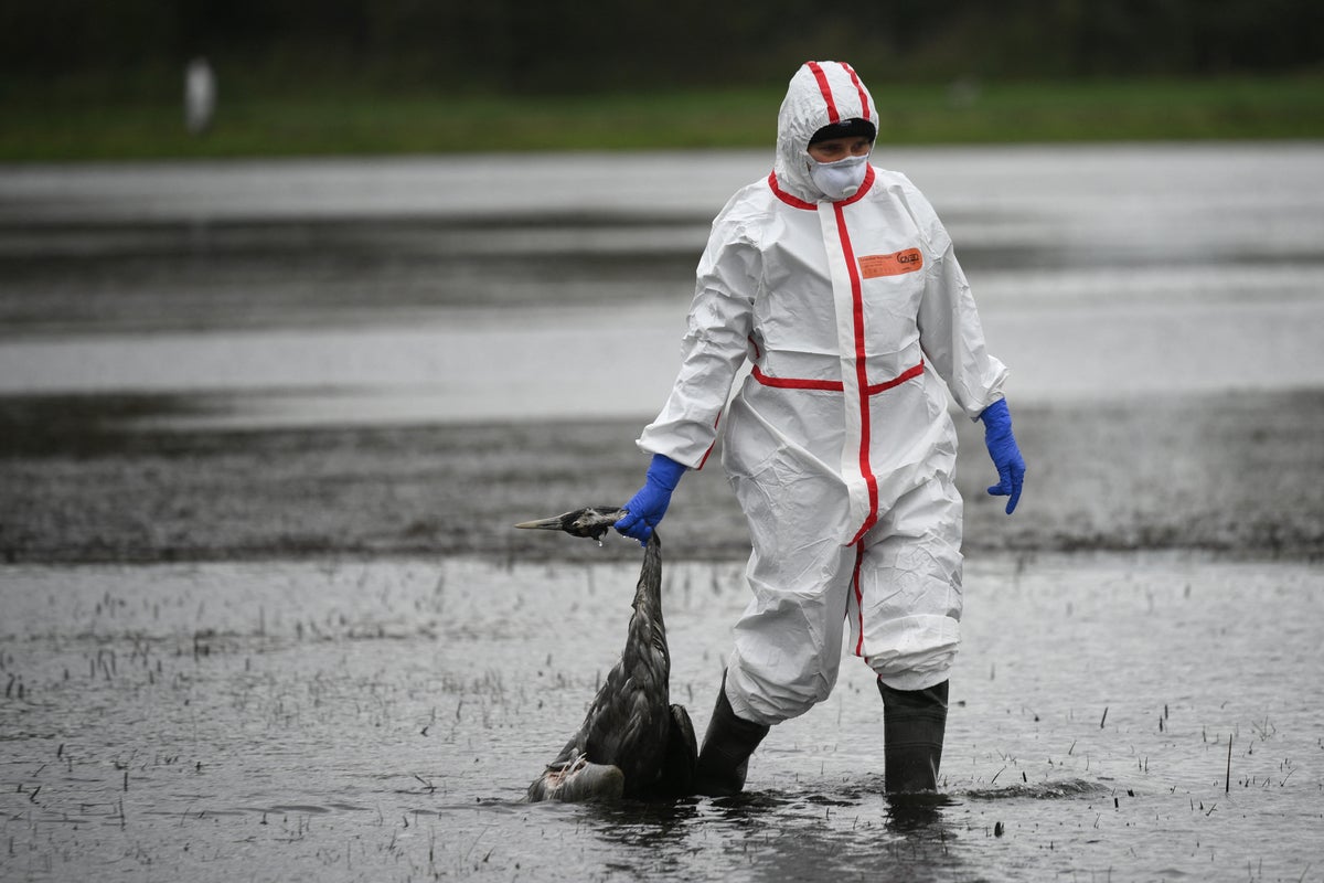 Scientists identify key tipping point when bird flu could cause a pandemic in humans Scientists identify key tipping point when bird flu could cause a pandemic in humans