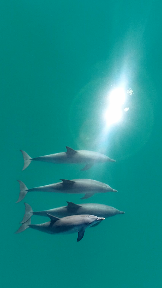 Male bottlenose dolphins