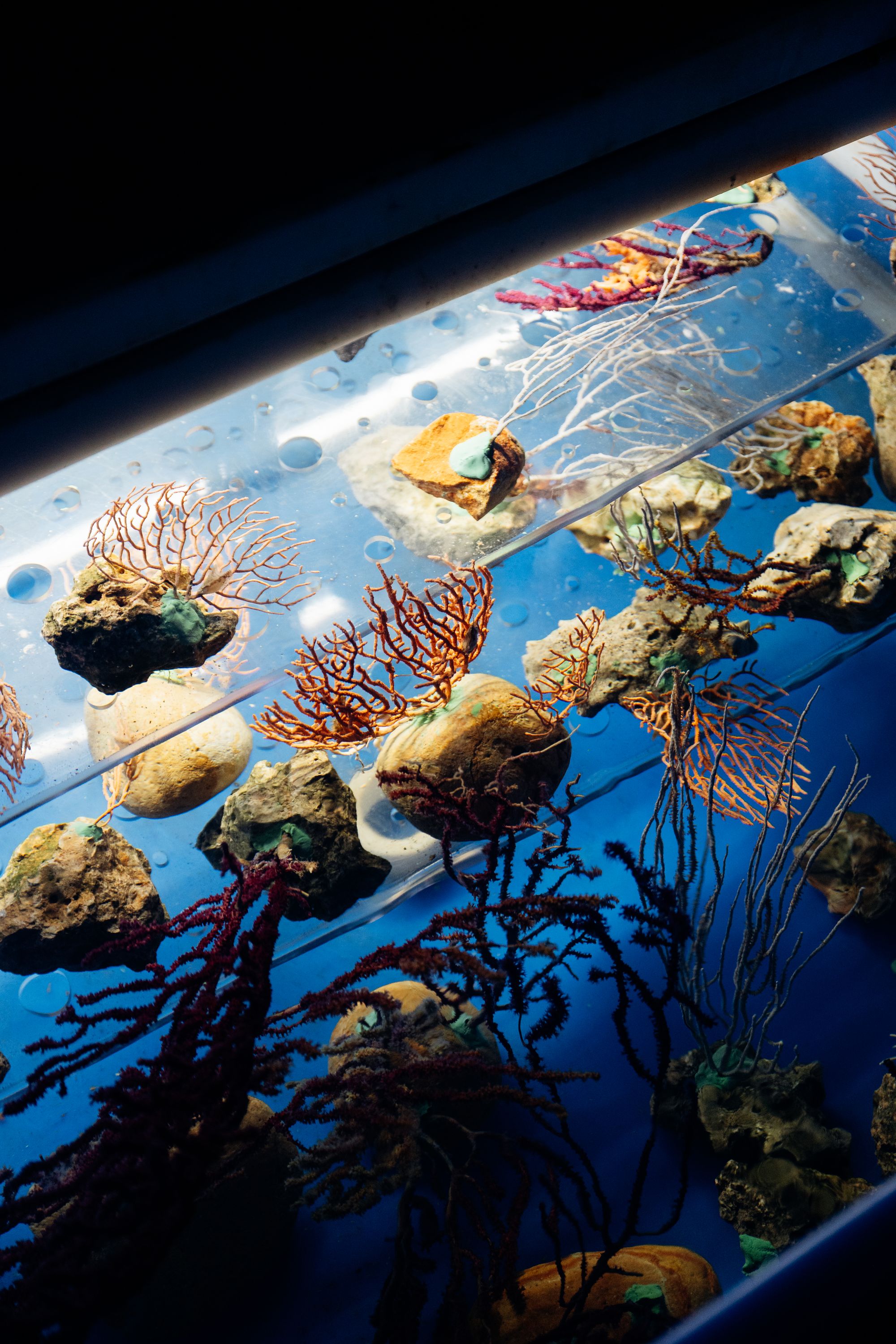 The corals are kept in a special room by marine biologists