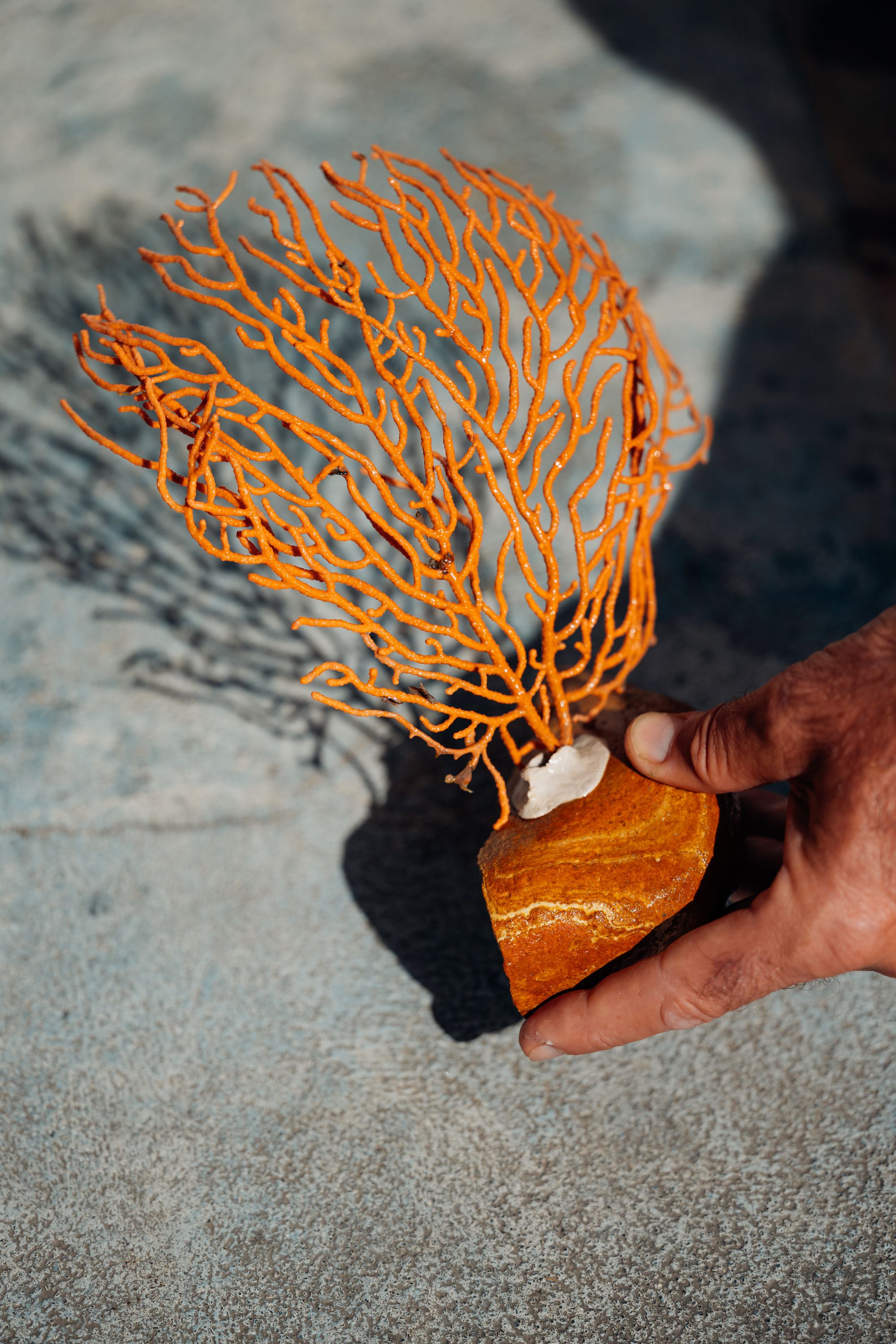 A fluorescent orange coral that lives under the sea on the Costa Brava