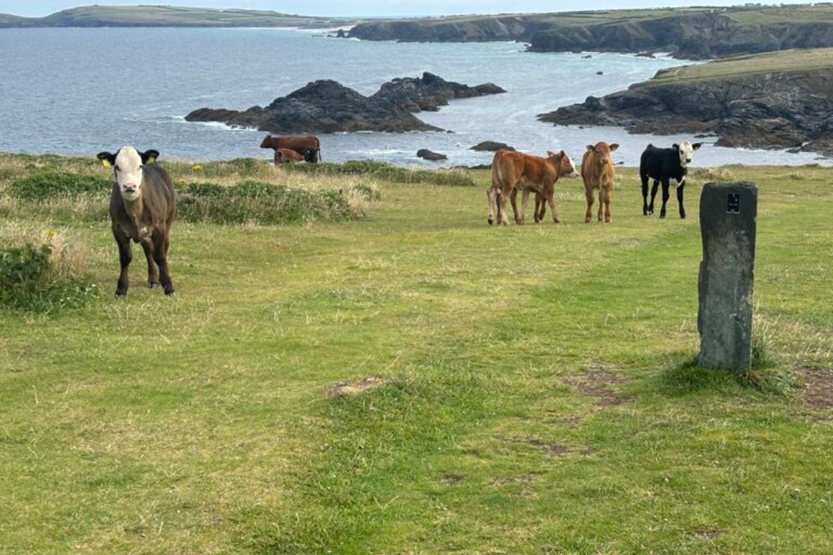 Cornish farmer fined after cow attacks left walkers fearing for their lives