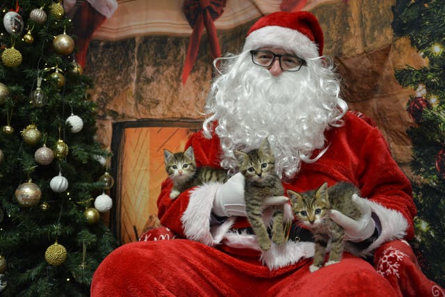 Kittens Junior, Alan and Jasper visit Santa-Paws at a festive event held by the USPCA. The charity has been awarded a £20,000 grant from The National Lottery Community Fund to support their Pet Parcel Scheme. (USPCA/PA)