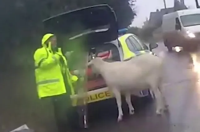 <p>The goat was captured by Wiltshire Police using a lasso</p>