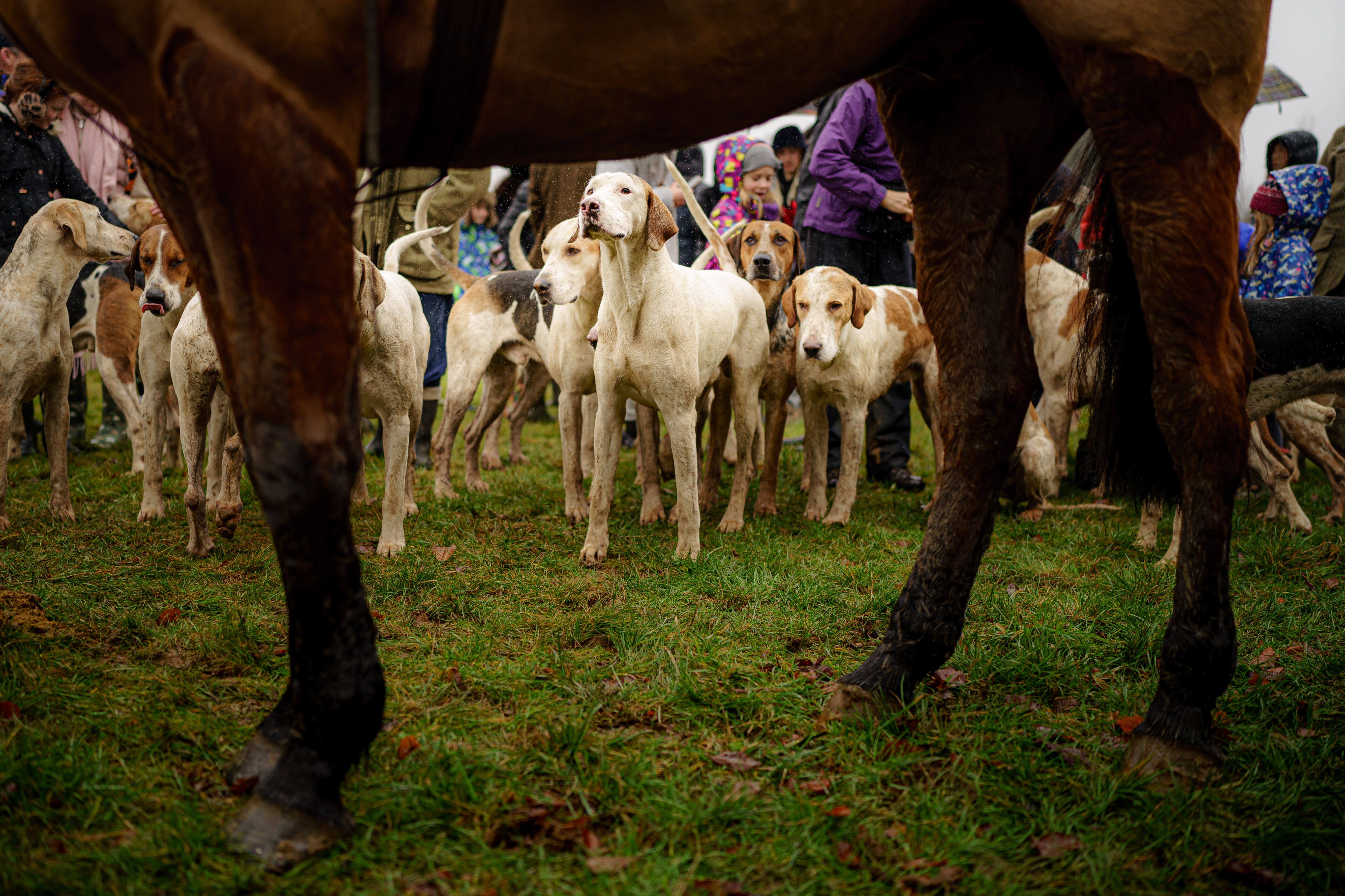 Trail hunting has remained legal since the 2004 hunting ban came into force (Ben Birchall/PA)